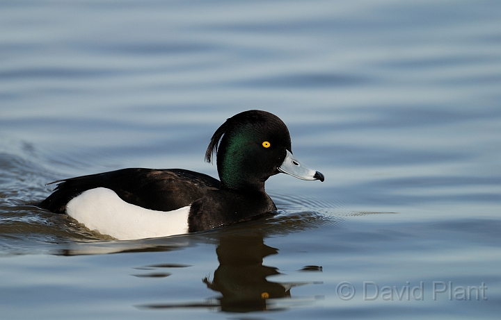 Tufted duck - A.jpg - Tufted duck - Slimbridge